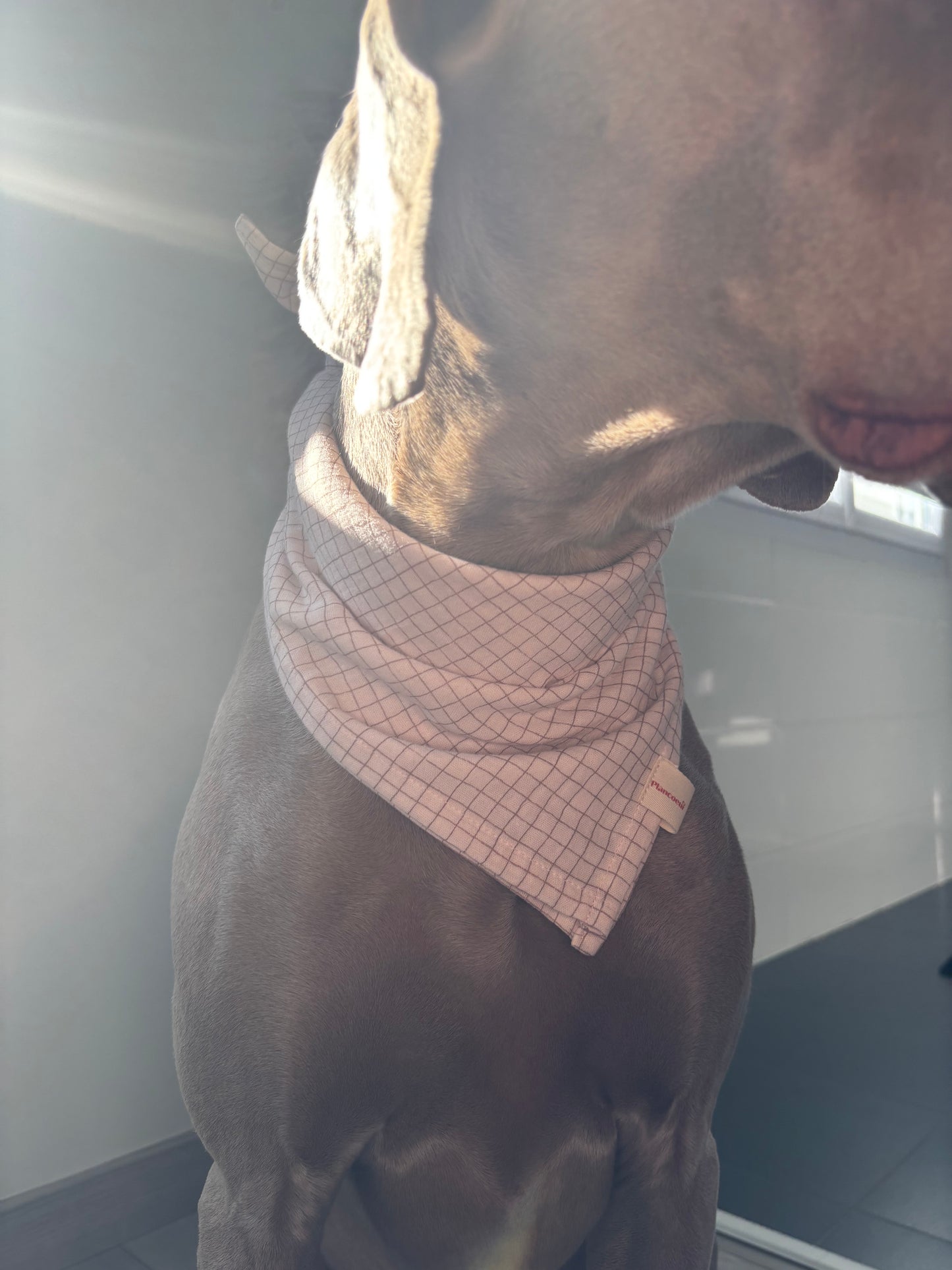 Le Emma